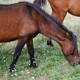 raya cruzada marca primitiva caballo Asturias